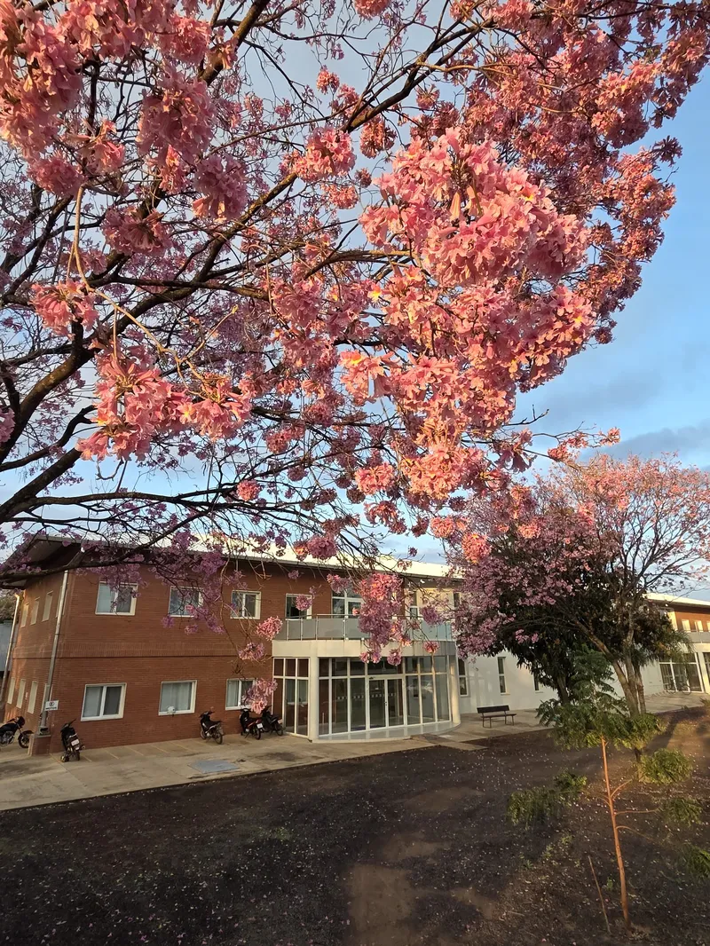 El Campus se viste de rosa